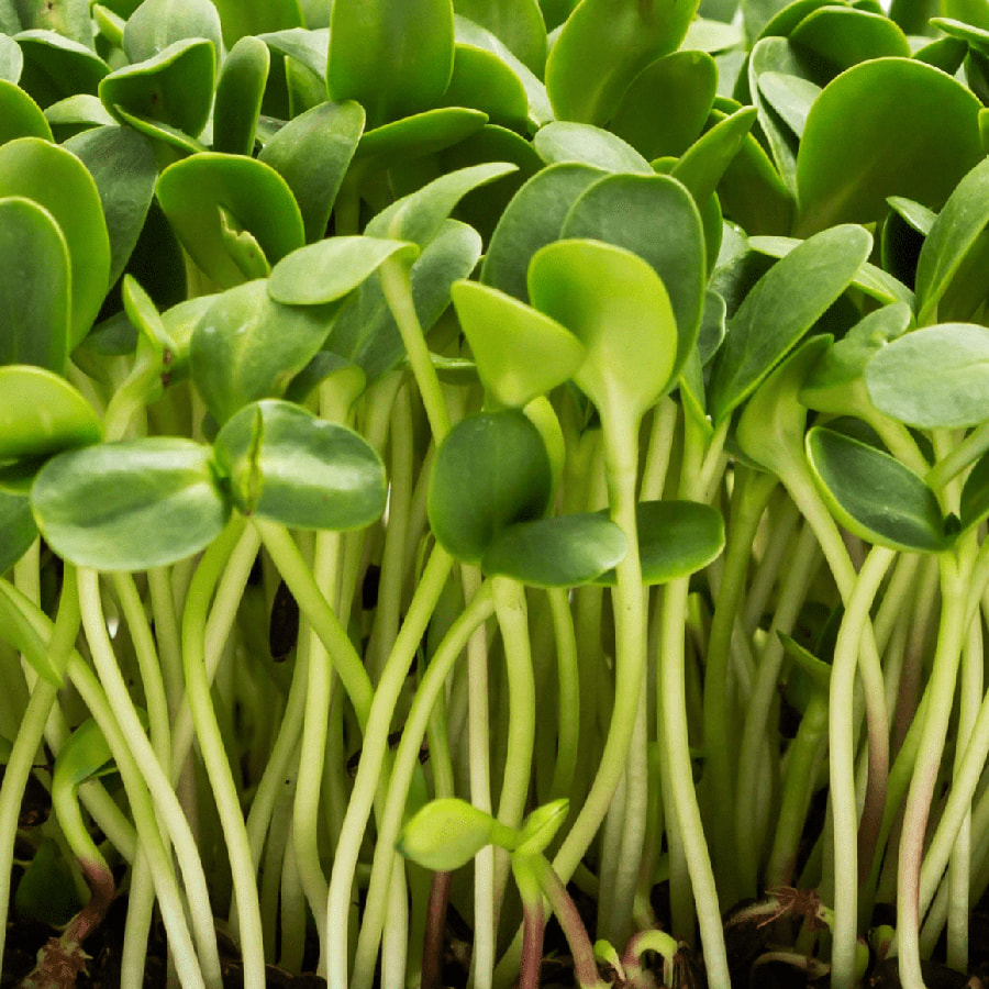 Microgreens